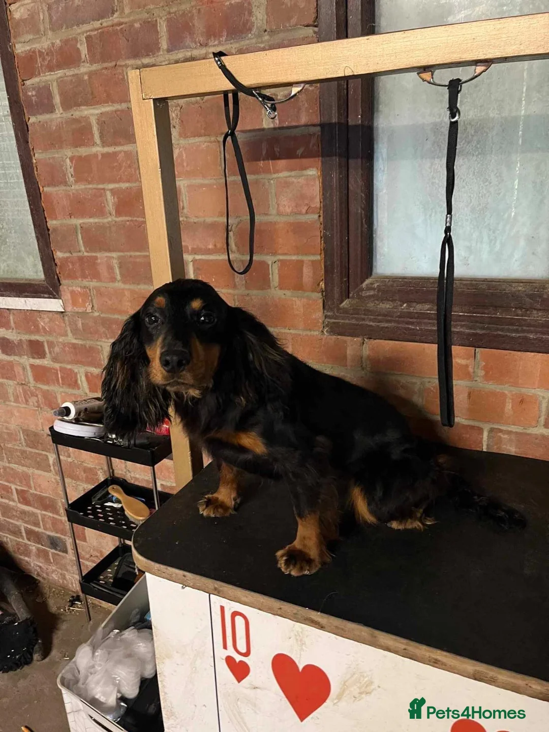 Mixed Breed dogs for sale: Border collie x cocker spaniel  in Mansfield - Advert 2
