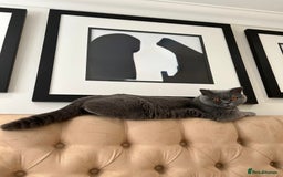 British Shorthair cats for sale: 5yo Elegant British Shorthair seeking Patient Home - Image 5