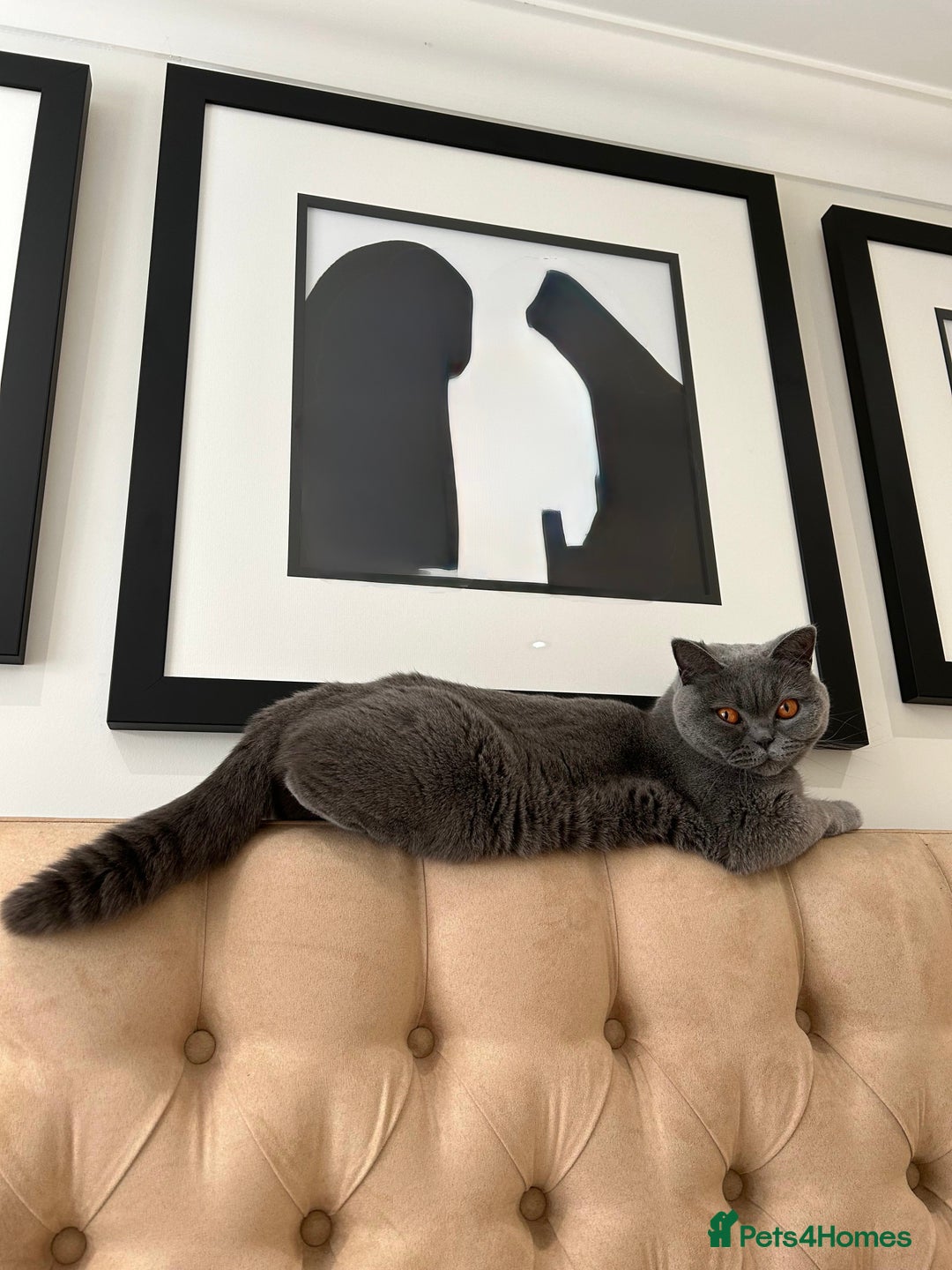 British Shorthair cats for sale: 5yo Elegant British Shorthair seeking Patient Home - Image 5