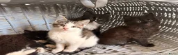Maine Coon cats for sale: Maine coon cross kitten - Advert 6