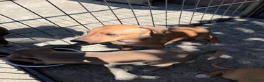 Italian Greyhound 2