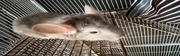 Chinchilla rodents for sale: 2 female chinchillas  in Worksop - Advert 6