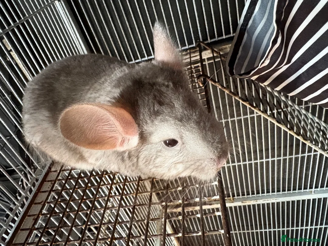 Chinchilla rodents for sale: 2 female chinchillas  in Worksop - Advert 6