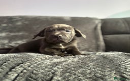 Cane Corso dogs for sale: Beautiful Cane corso Pups  - Image 9