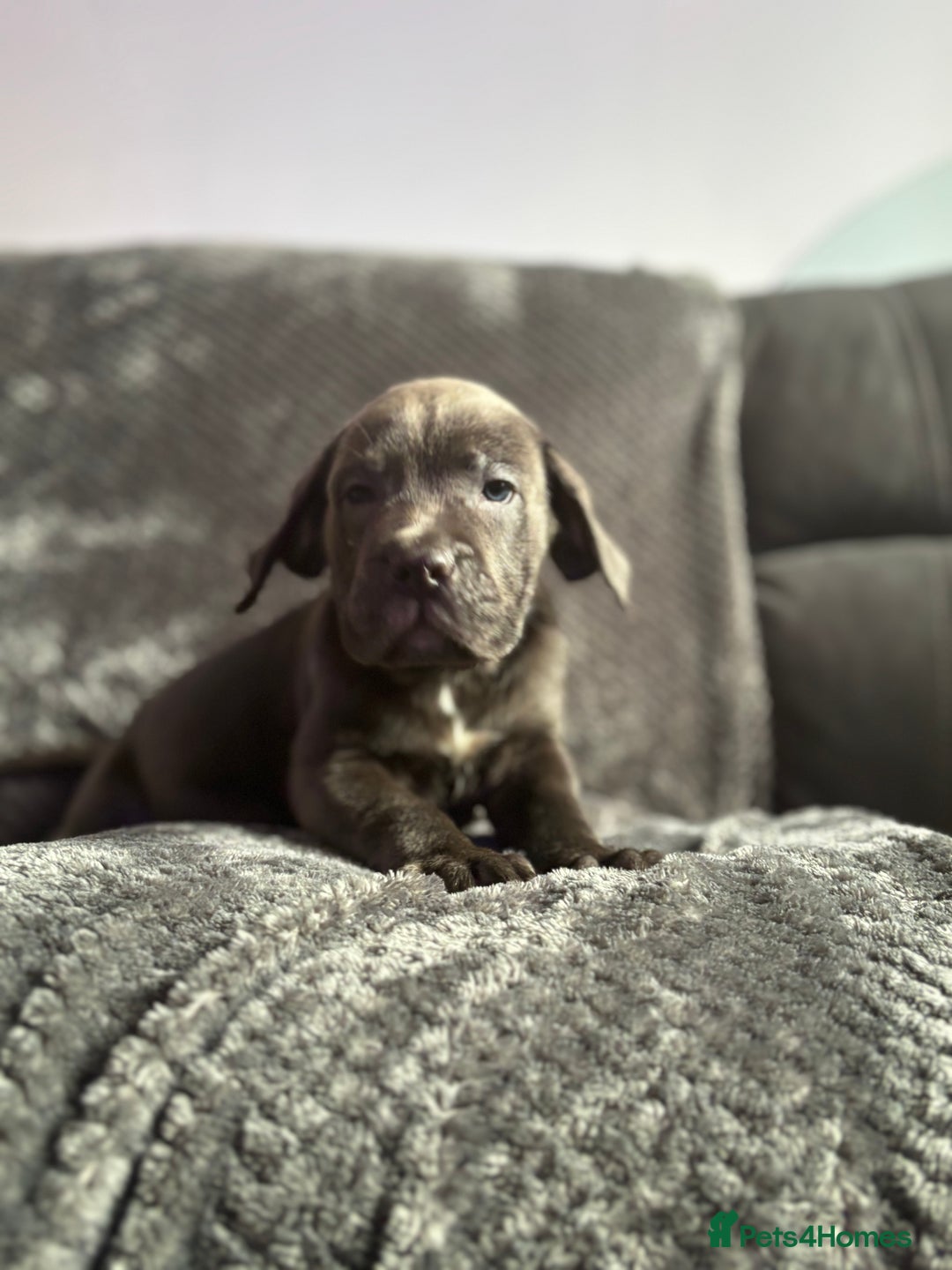Cane Corso dogs for sale: Beautiful Cane corso Pups  - Image 9