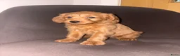Labradoodle dogs for sale: F1b Labradoodle Puppies  in Morecambe - Advert 4