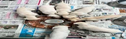 Whippet dogs for sale: Top Quality KC Reg Cream/white Whippet Puppies - Advert 2