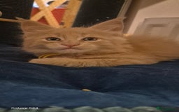 Maine Coon cats for sale: Maine Coon kittens Glasgow  - Image 19