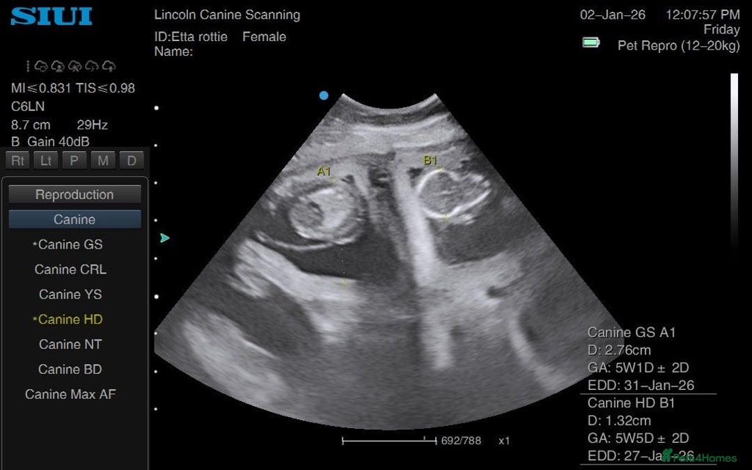 Rottweiler dogs for sale: ETTA'S PUPS COMING SOON!  - Advert 4