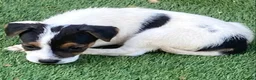 Jack Russell dogs for sale: Jack Russell puppies  - Advert 12