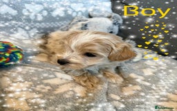 Maltipoo dogs for sale: Exceptional Genuine Maltipoo Puppies  - Advert 5