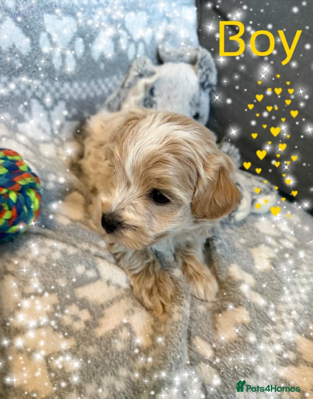 Maltipoo dogs for sale: Exceptional Genuine Maltipoo Puppies  - Advert 5