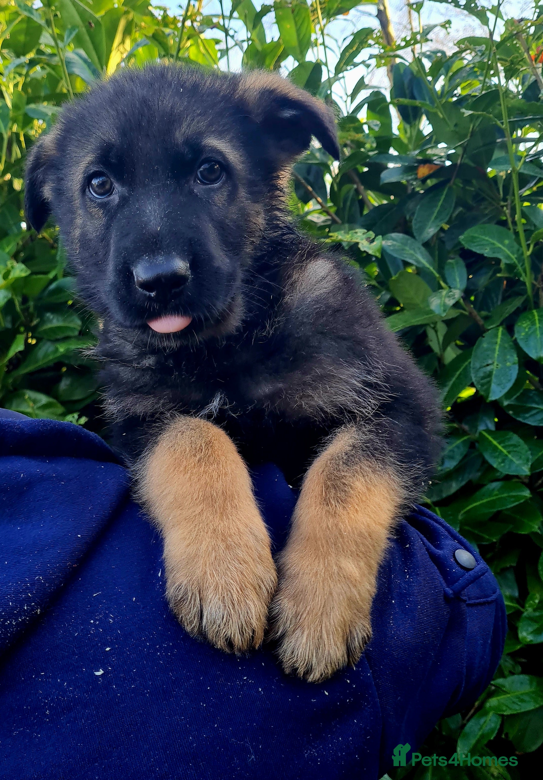 German Shepherd dogs German Shepherd Puppies For Sale - Advert 6