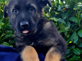 German Shepherd dogs German Shepherd Puppies For Sale - Advert 2