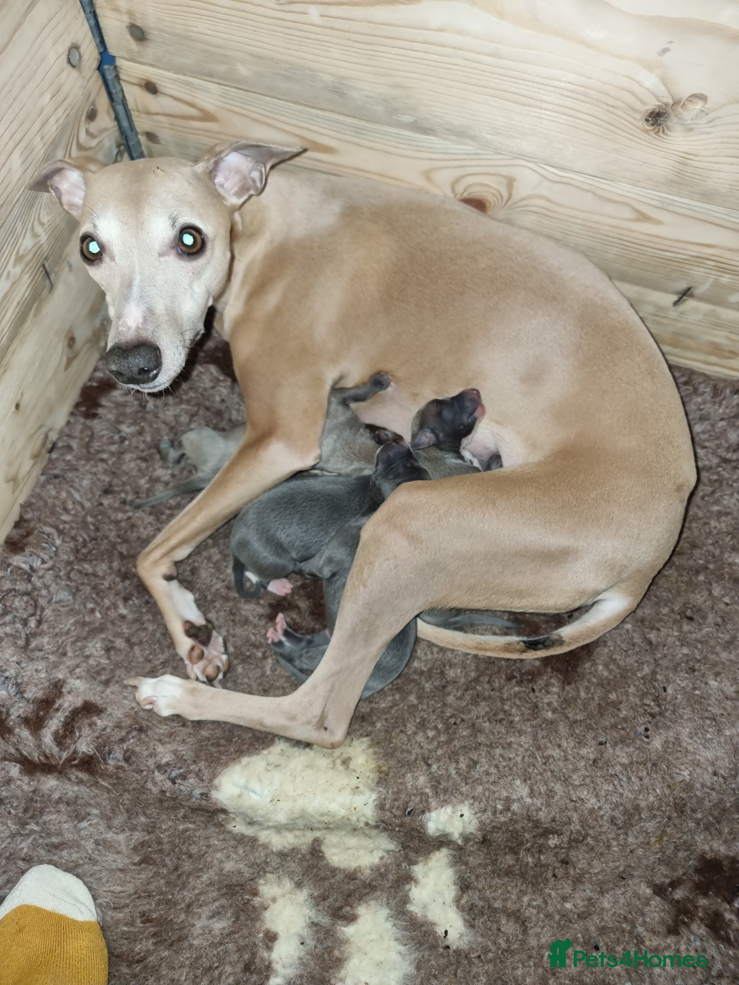 Whippet dogs Show quality whippets.  - Advert 11