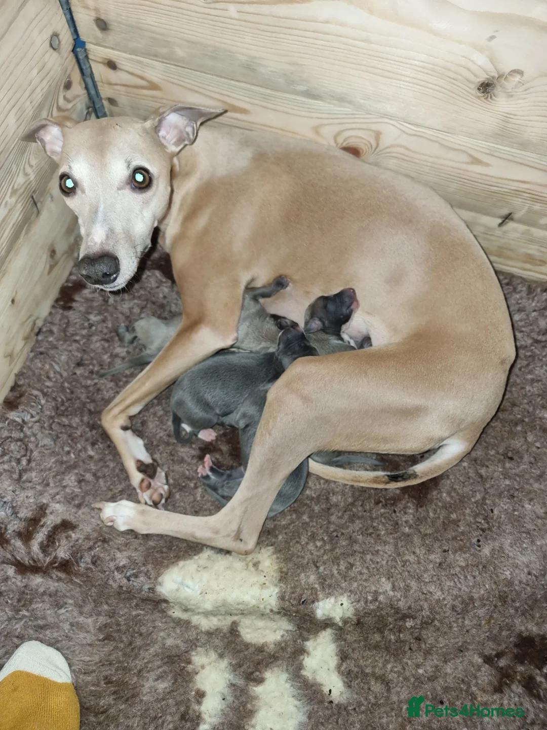 Whippet dogs for sale: Show quality whippets.  - Advert 1