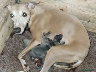 Whippet dogs Show quality whippets. - Advert 11