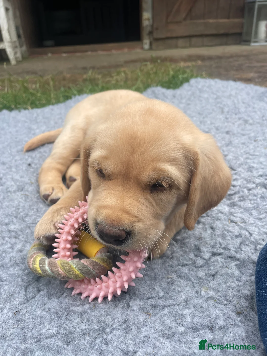 Labrador Retriever dogs for sale: Both parents Fully health checked - KC Registered - Advert 12
