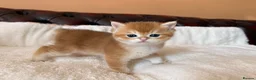 British Shorthair cats for sale: Top quality Golden BSH - Advert 8