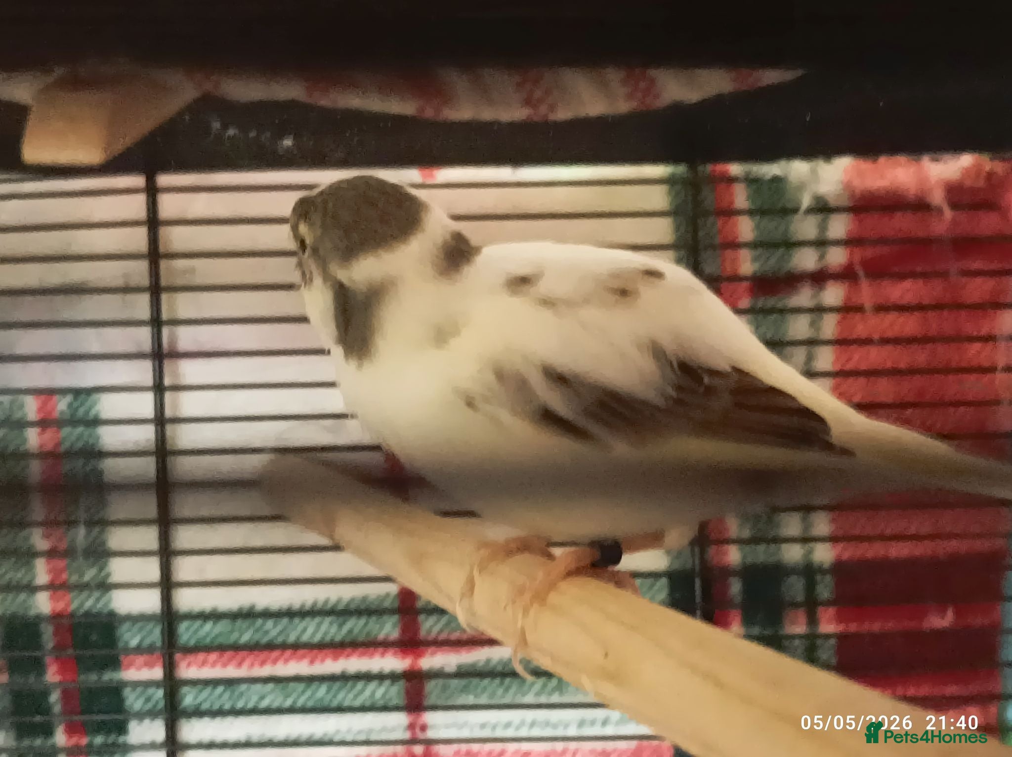 Canaries birds male canary blue whie varigated - Advert 8