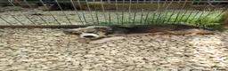 Mixed Breed dogs for adoption: Muki 1 year old Macedonian  Rescue - Advert 7