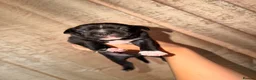Staffordshire Bull Terrier dogs for sale: Four Staffordshire bull terrier puppies  - Advert 4