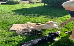 Welsh Corgi Pembroke dogs for sale: 3 Welsh Pembrokeshire Corgis - Image 2