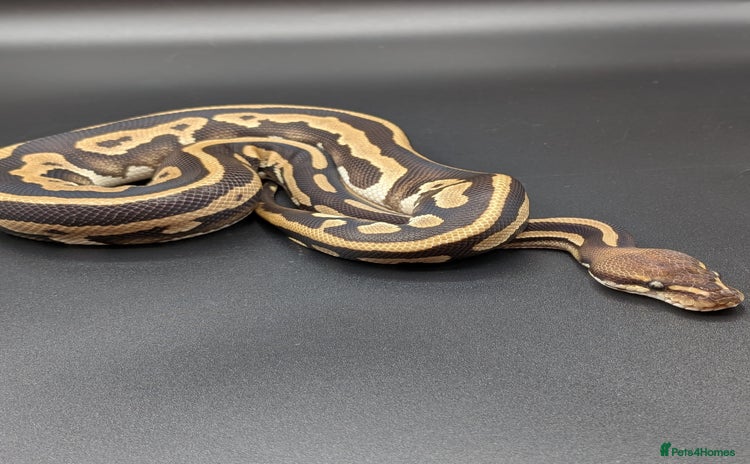 Python Snake reptiles - Advert 15