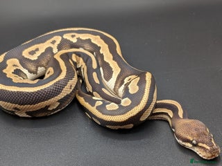 Python Snake reptiles - Advert 1