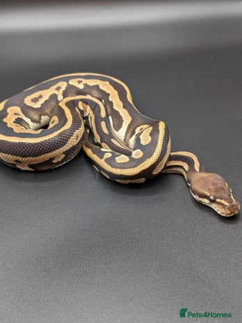 Python Snake reptiles - Advert 1