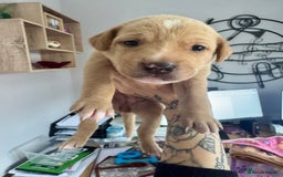 Mixed Breed dogs for sale: Gorgeous medium pups - Image 5