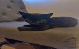 Russian Blue cats for sale: 3 female kittens  - Image 2