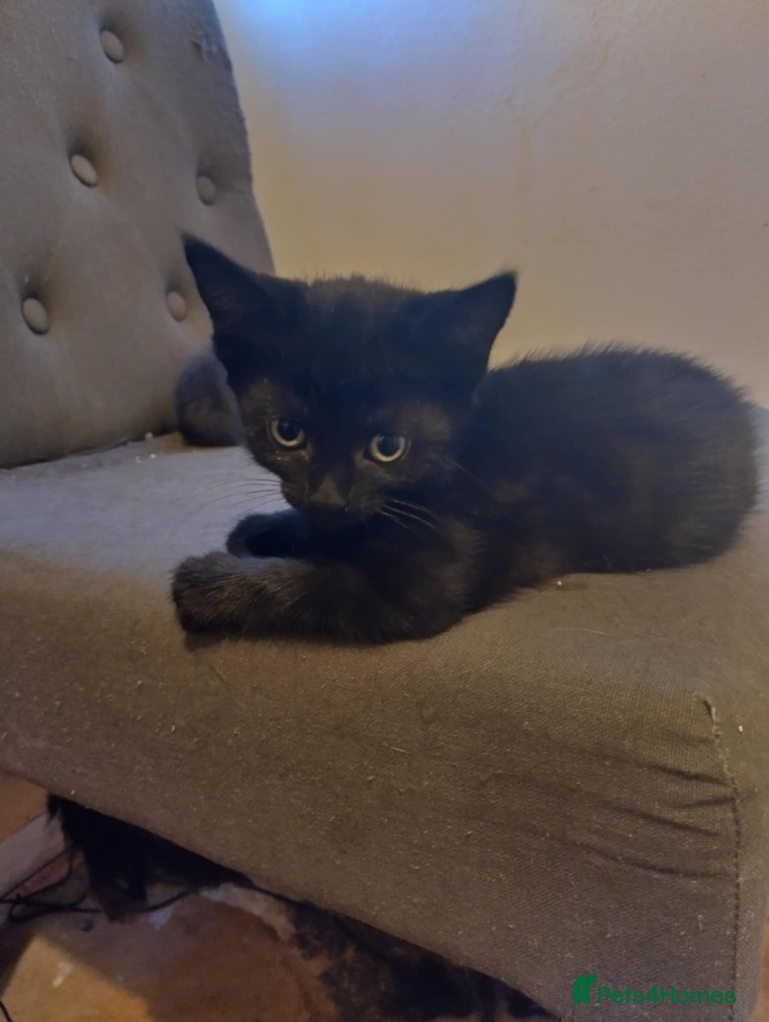Russian Blue cats for sale: 3 female kittens  - Image 2