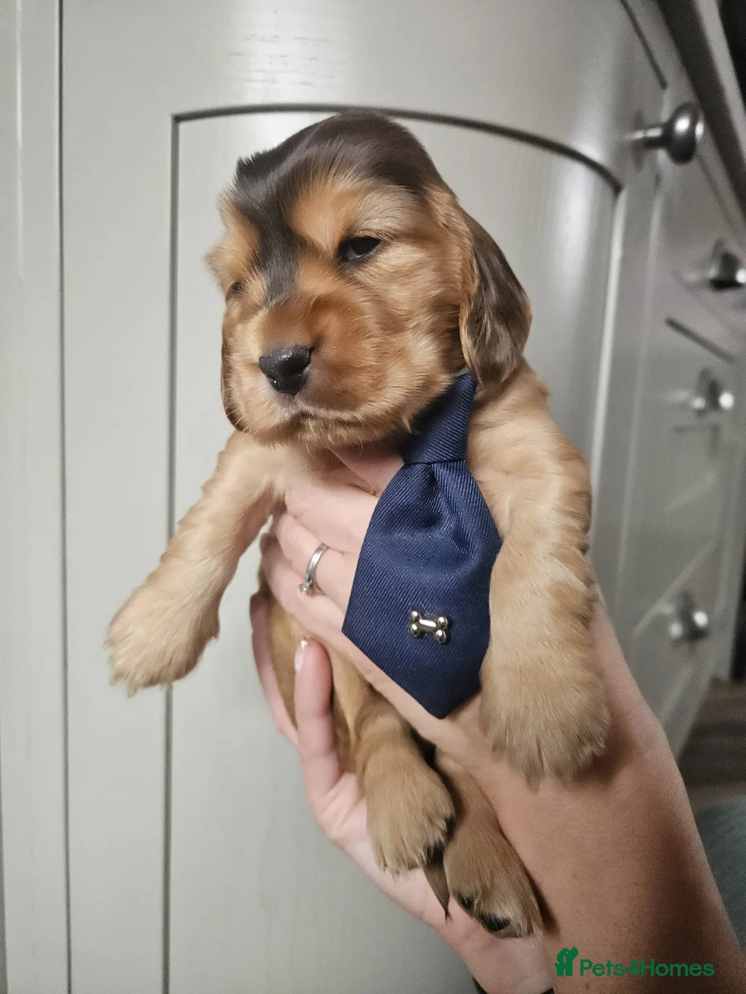 Cocker Spaniel dogs for sale: Show type Simbawood Cocker spaniel puppies  - Advert 16