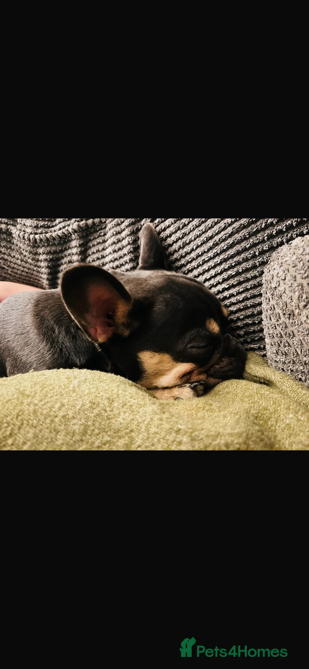 French Bulldog dogs for sale: 1 year old French bulldog - Advert 3