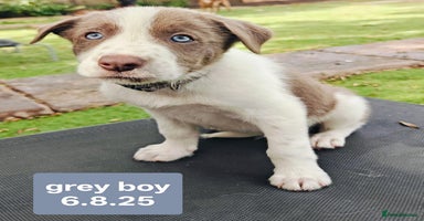 Border Collie dogs - Advert 9