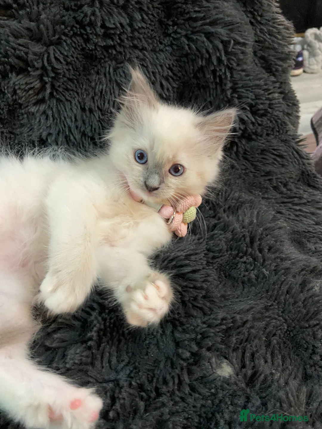 Ragdoll cats for sale: ❤️Beautiful Baby Ragdolls ❤️ - Advert 5