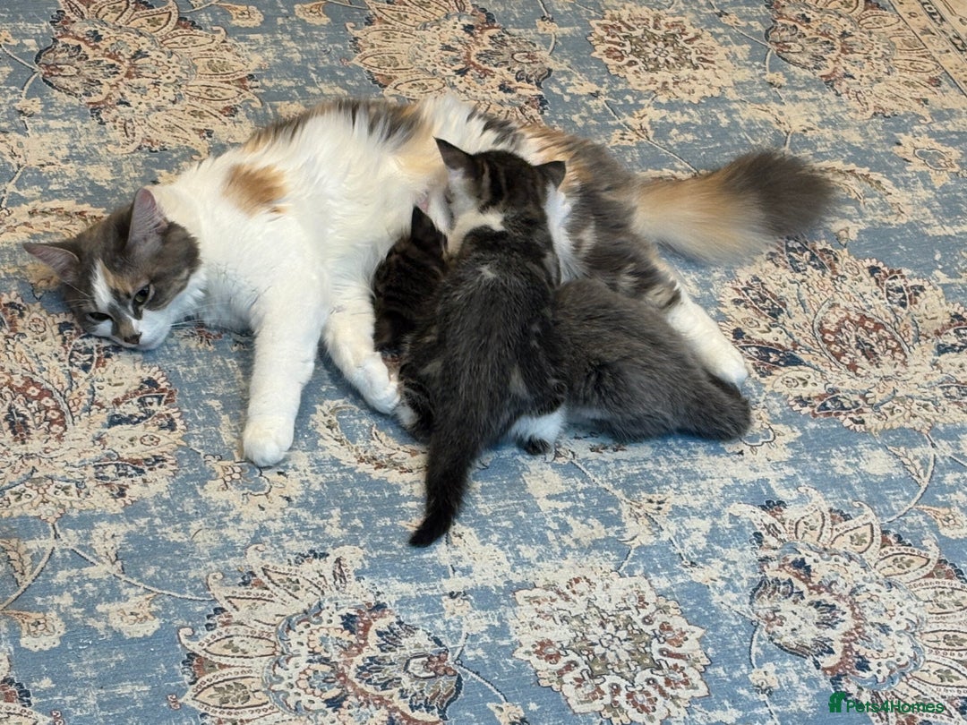 Mixed Breed cats for sale: 2 beautiful Kittens, 1 boy  1 girl - Advert 5