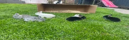 Mini Lop rabbits for sale: Mini lop Baby bunnies  - Advert 3