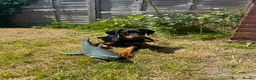 Dobermann dogs for sale: European Doberman Puppy 11 weeks old in Chichester - Advert 2