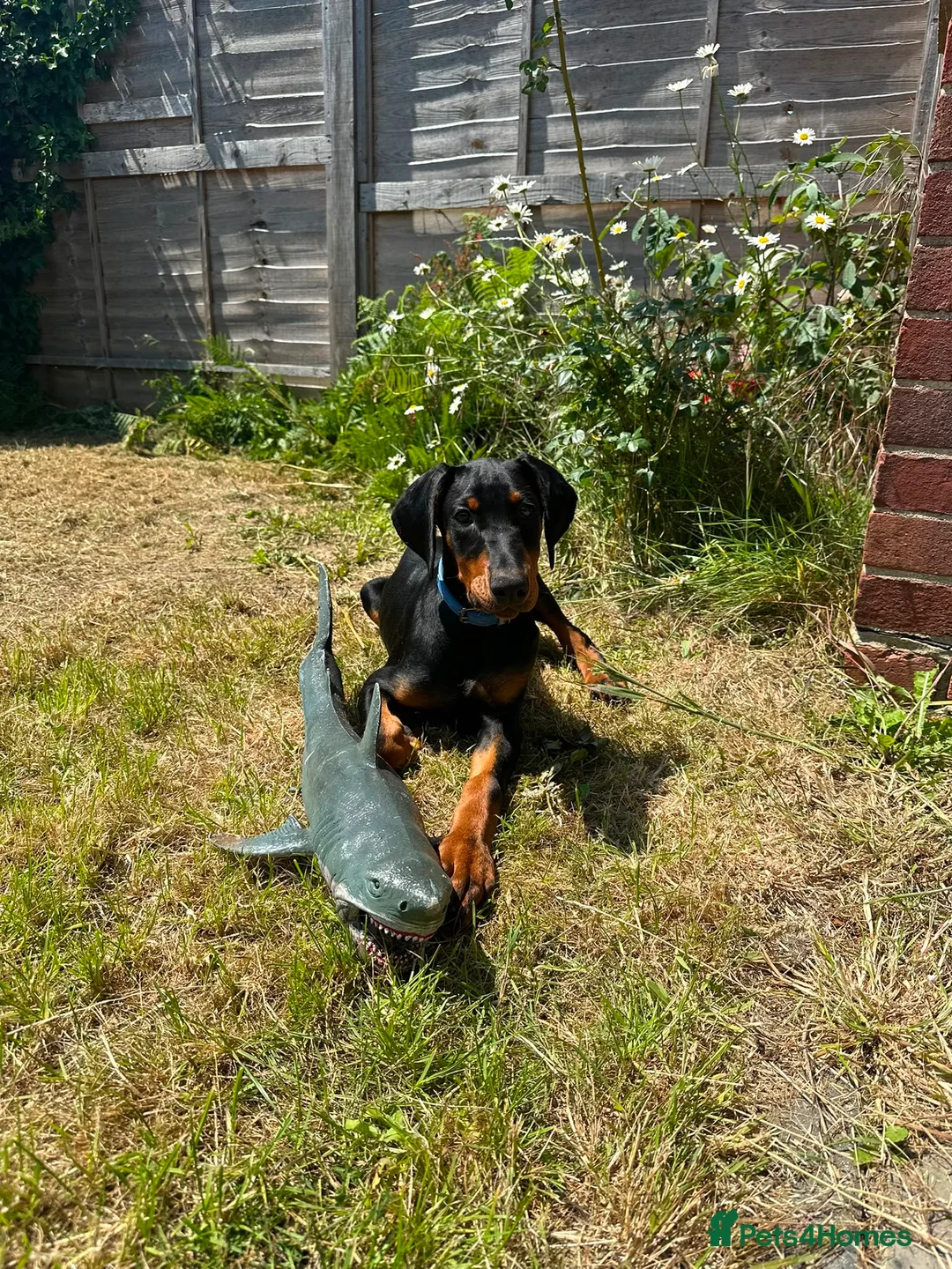 Dobermann dogs for sale: European Doberman Puppy 11 weeks old in Chichester - Advert 2