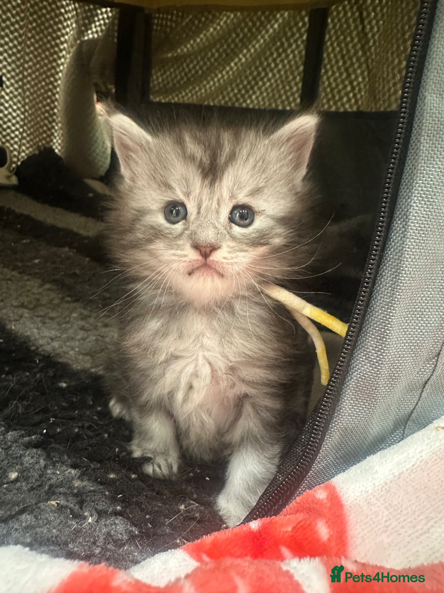 Maine Coon cats for sale: 5 beautiful Maine coon kittens - Advert 38