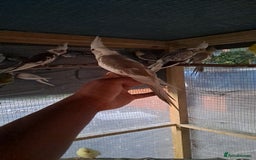 Cockatiels birds for sale: Silly hand tamed baby cockatiels for sale  - Image 15