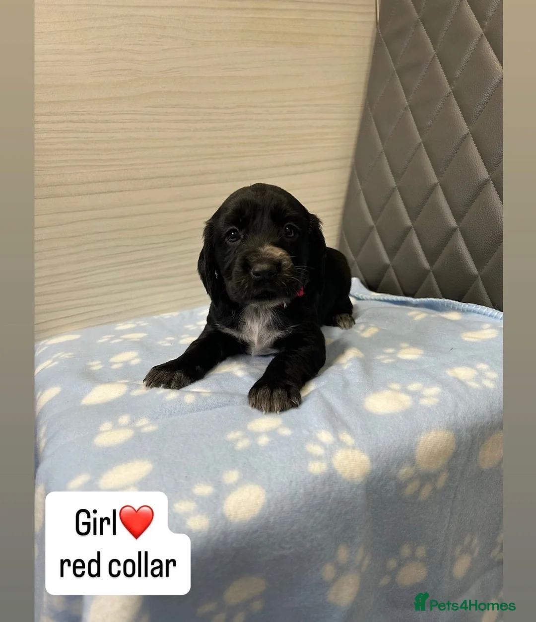 Cocker Spaniel dogs for sale: Beautiful cocker spaniel puppies  - Advert 2