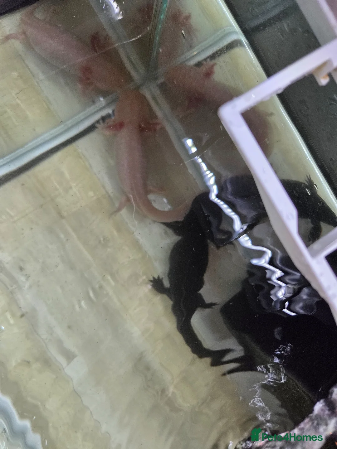 Axolotl reptiles for sale: X2 axolotl's  in Trowbridge - Advert 3