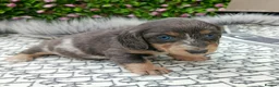Dachshund dogs for sale: QUALITY LH/SMOOTH MIN DAXIS KC REG PRA CLR - Advert 3