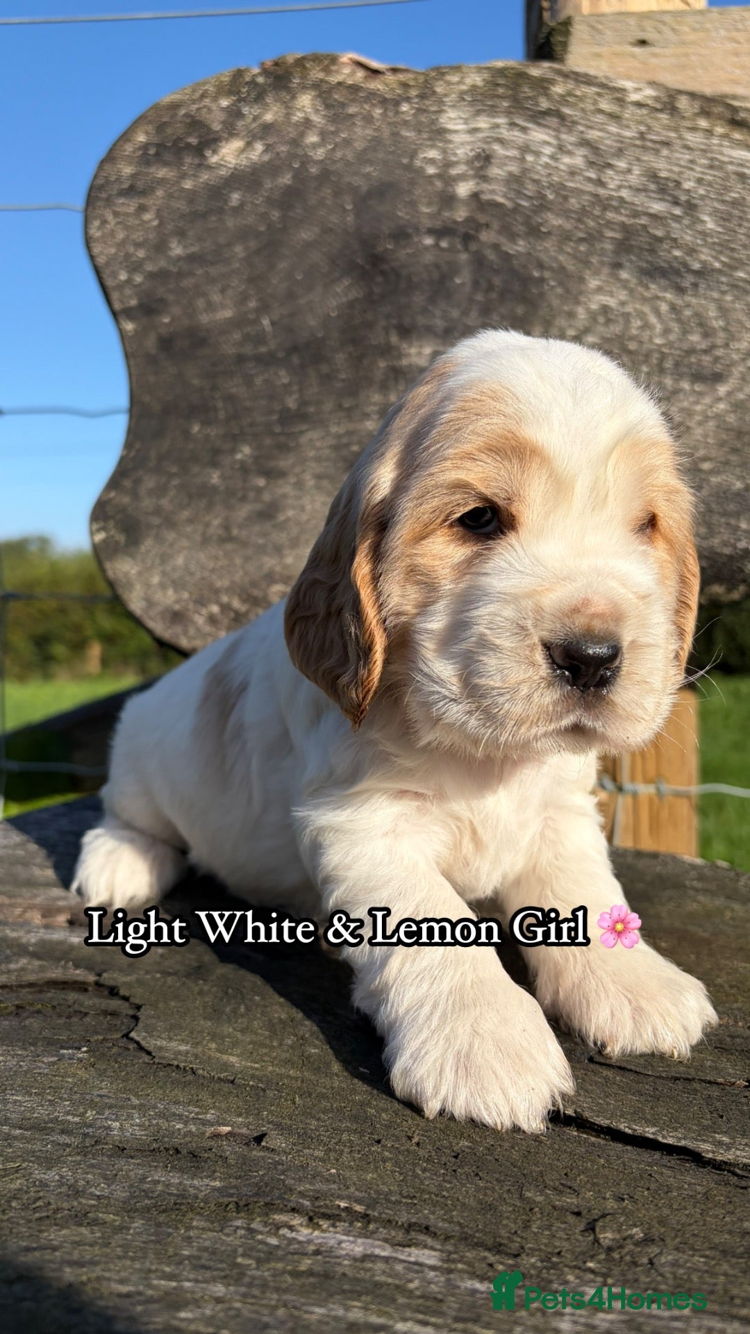 Cocker Spaniel dogs 🏆 Award Winning 🏆 - Advert 2