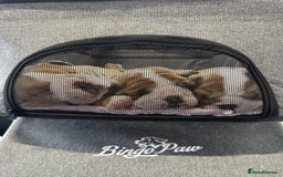 English Bulldog dogs for sale: KC REG AMAZING LITTER OF BRITISH BULLDOGS - Image 9