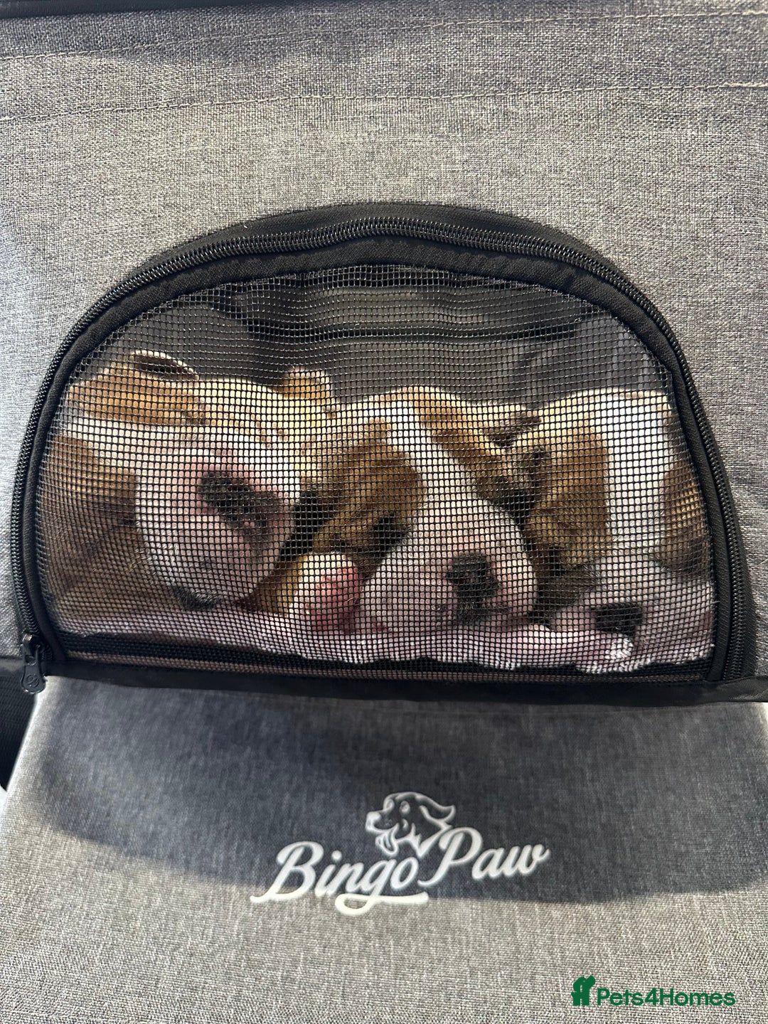 English Bulldog dogs for sale: KC REG AMAZING LITTER OF BRITISH BULLDOGS - Image 9