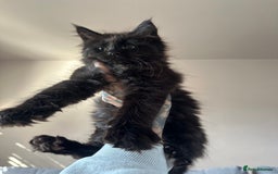 Maine Coon cats for sale: TICA registered Maine Coon kittens  - Image 5